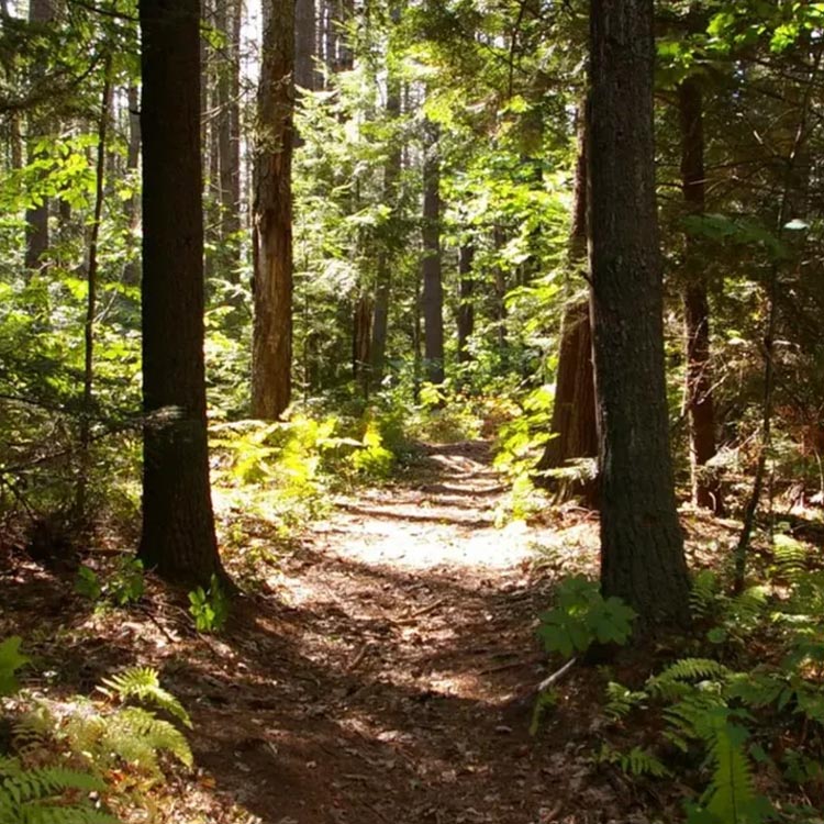Skog med träd
